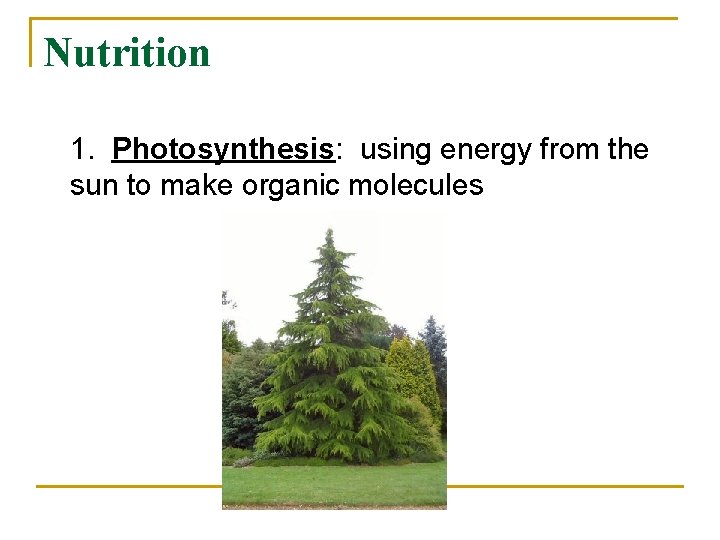 Nutrition 1. Photosynthesis: using energy from the sun to make organic molecules 