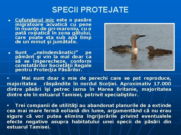 SPECII PROTEJATE n n Cufundarul mic este o pasăre migratoare acvatică cu pene în SPECII PROTEJATE n n Cufundarul mic este o pasăre migratoare acvatică cu pene în