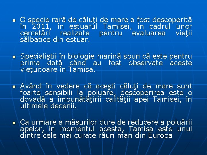 n n O specie rară de căluţi de mare a fost descoperită în 2011, n n O specie rară de căluţi de mare a fost descoperită în 2011,