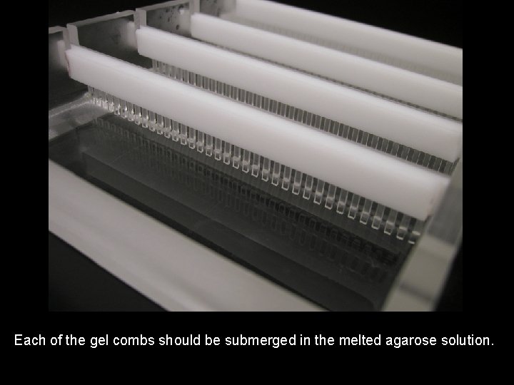 Each of the gel combs should be submerged in the melted agarose solution. 