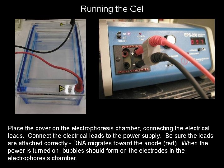 Running the Gel Place the cover on the electrophoresis chamber, connecting the electrical leads.