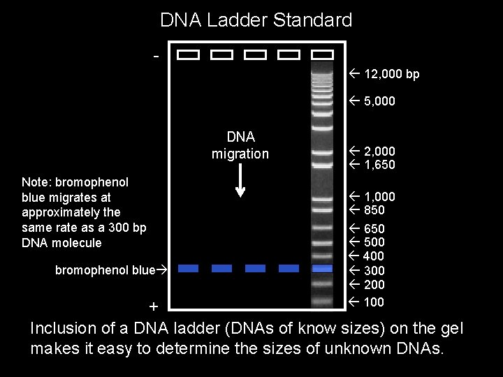 DNA Ladder Standard 12, 000 bp 5, 000 DNA migration Note: bromophenol blue migrates