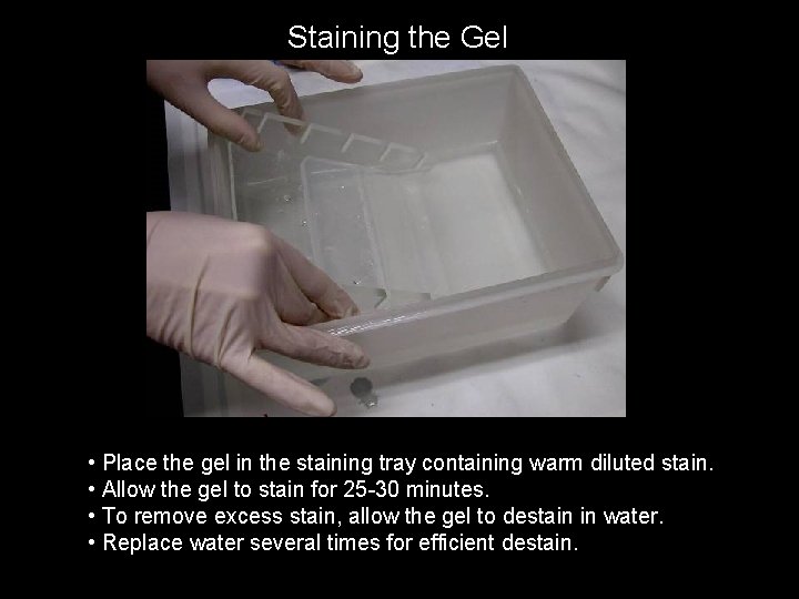 Staining the Gel • Place the gel in the staining tray containing warm diluted