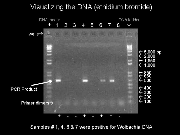 Visualizing the DNA (ethidium bromide) DNA ladder 1 2 3 4 5 6 7