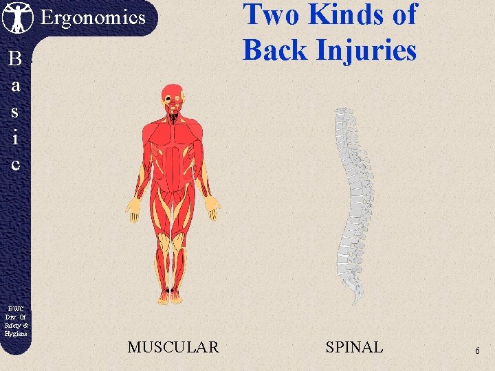 Ergonomics B a s i c Two Kinds of Back Injuries BWC Div. Of