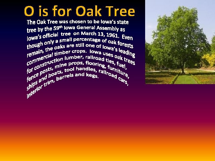 O is for Oak Tree 