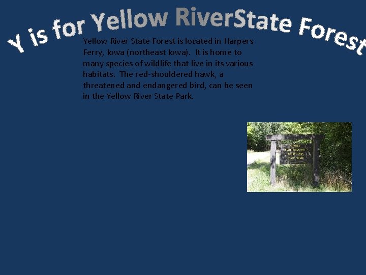 Yellow River State Forest is located in Harpers Ferry, Iowa (northeast Iowa). It is