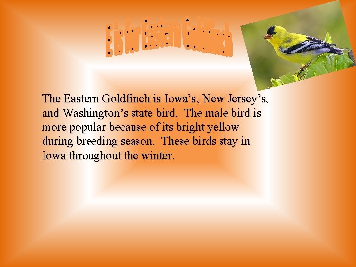 The Eastern Goldfinch is Iowa’s, New Jersey’s, and Washington’s state bird. The male bird