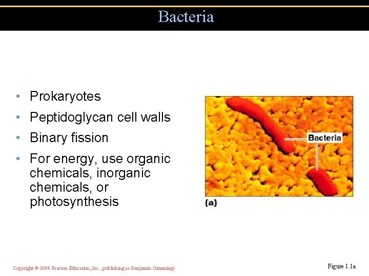 Bacteria • Prokaryotes • Peptidoglycan cell walls • Binary fission • For energy, use