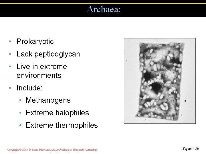 Archaea: • Prokaryotic • Lack peptidoglycan • Live in extreme environments • Include: •