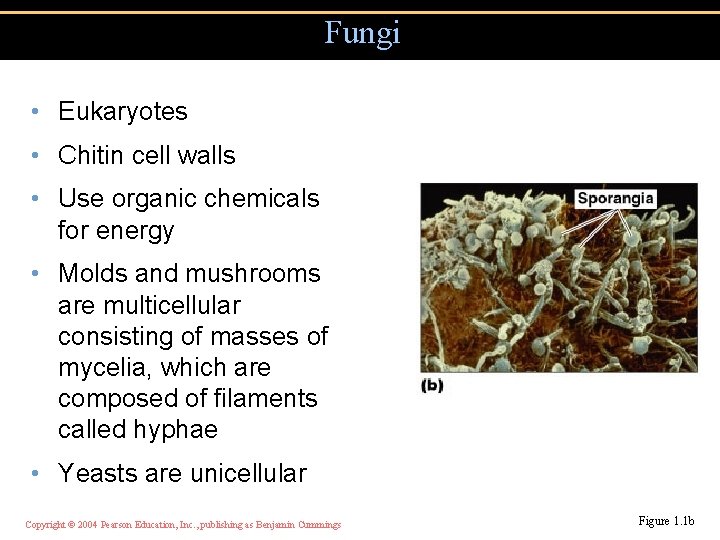 Fungi • Eukaryotes • Chitin cell walls • Use organic chemicals for energy •