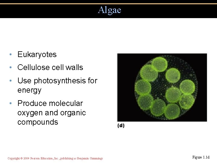 Algae • Eukaryotes • Cellulose cell walls • Use photosynthesis for energy • Produce