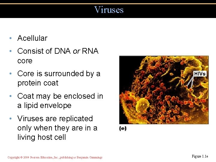 Viruses • Acellular • Consist of DNA or RNA core • Core is surrounded