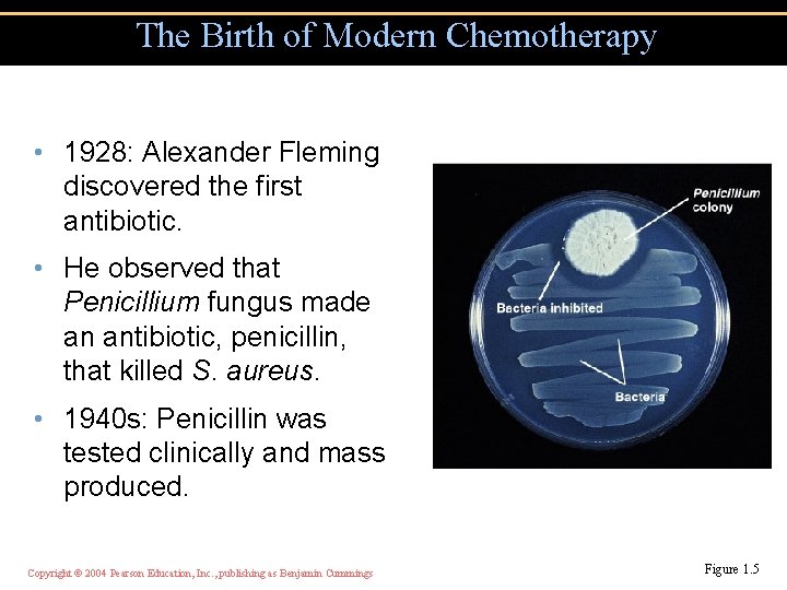 The Birth of Modern Chemotherapy • 1928: Alexander Fleming discovered the first antibiotic. •