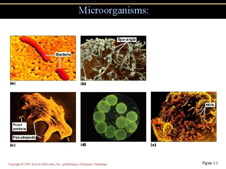 Microorganisms: Copyright © 2004 Pearson Education, Inc. , publishing as Benjamin Cummings Figure 1.