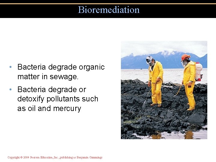 Bioremediation • Bacteria degrade organic matter in sewage. • Bacteria degrade or detoxify pollutants