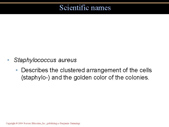Scientific names • Staphylococcus aureus • Describes the clustered arrangement of the cells (staphylo-)