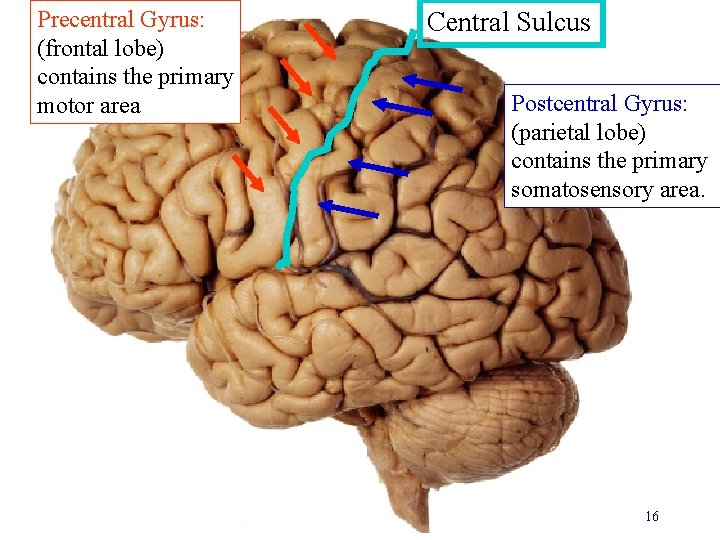 Precentral Gyrus: (frontal lobe) contains the primary motor area Central Sulcus Postcentral Gyrus: (parietal