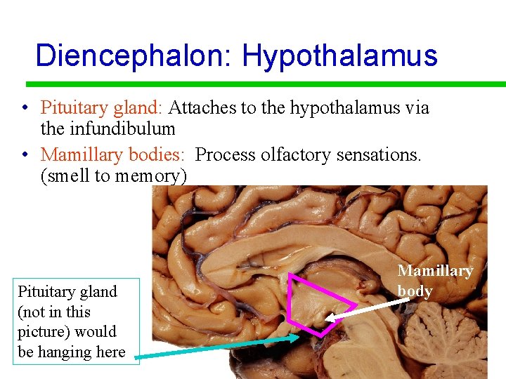 Diencephalon: Hypothalamus • Pituitary gland: Attaches to the hypothalamus via the infundibulum • Mamillary