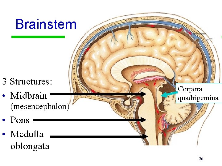 Brainstem 3 Structures: • Midbrain (mesencephalon) • Pons • Medulla oblongata Corpora quadrigemina 26