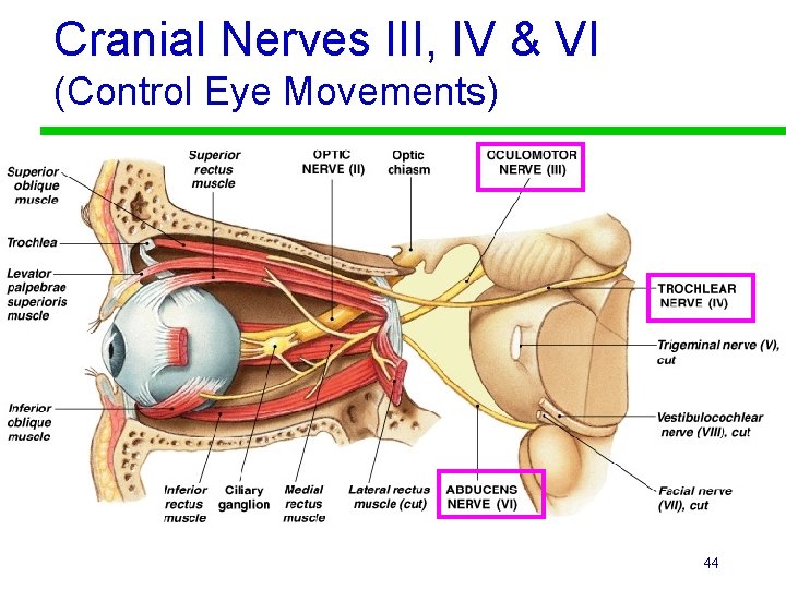 Cranial Nerves III, IV & VI (Control Eye Movements) 44 