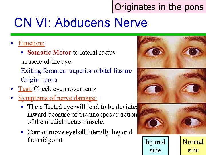 Originates in the pons CN VI: Abducens Nerve • Function: • Somatic Motor to