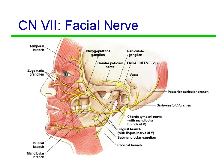 CN VII: Facial Nerve 56 