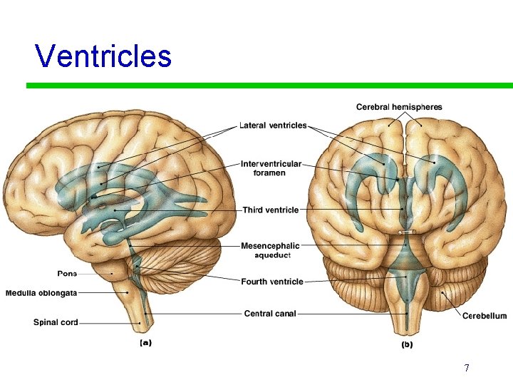Ventricles 7 