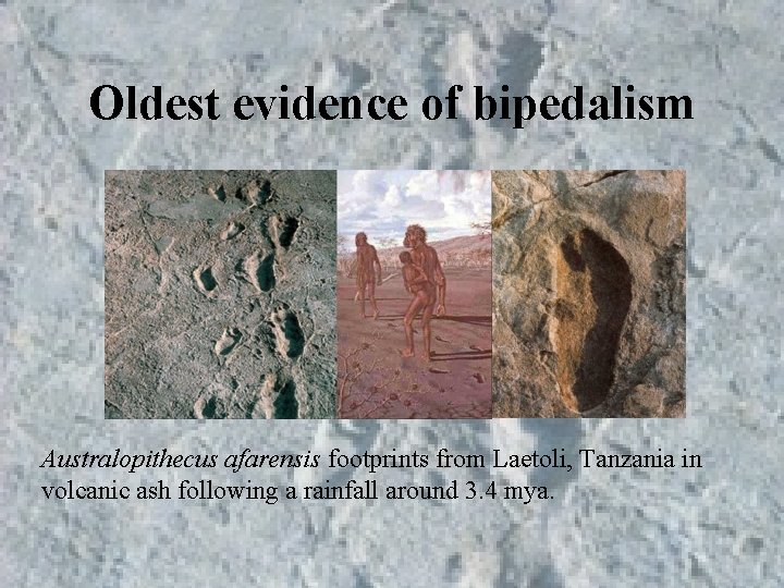 Oldest evidence of bipedalism Australopithecus afarensis footprints from Laetoli, Tanzania in volcanic ash following Oldest evidence of bipedalism Australopithecus afarensis footprints from Laetoli, Tanzania in volcanic ash following