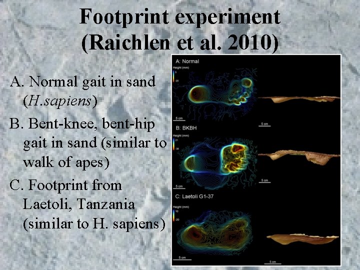 Footprint experiment (Raichlen et al. 2010) A. Normal gait in sand (H. sapiens) B. Footprint experiment (Raichlen et al. 2010) A. Normal gait in sand (H. sapiens) B.