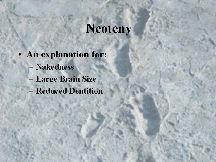 Neoteny • An explanation for: – Nakedness – Large Brain Size – Reduced Dentition Neoteny • An explanation for: – Nakedness – Large Brain Size – Reduced Dentition