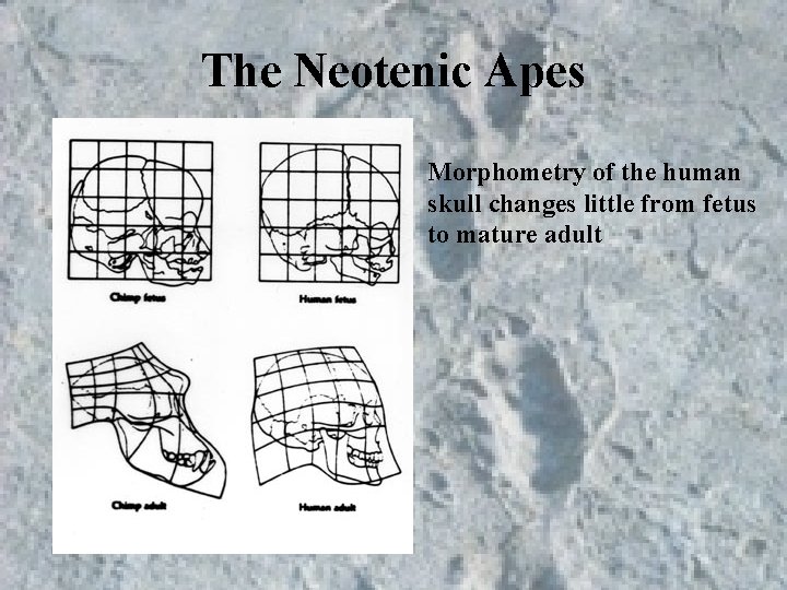 The Neotenic Apes Morphometry of the human skull changes little from fetus to mature The Neotenic Apes Morphometry of the human skull changes little from fetus to mature