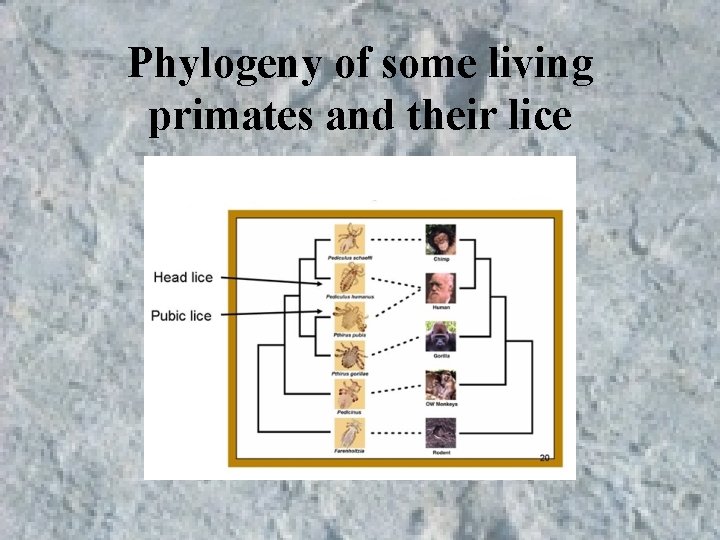 Phylogeny of some living primates and their lice Phylogeny of some living primates and their lice