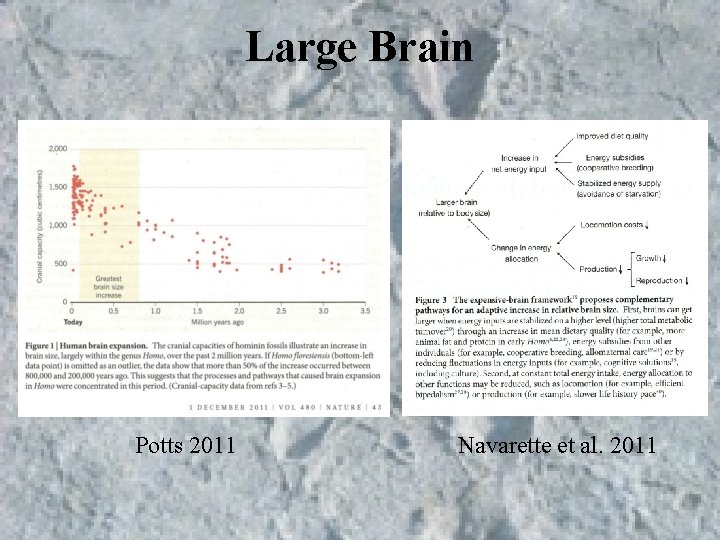 Large Brain Potts 2011 Navarette et al. 2011 Large Brain Potts 2011 Navarette et al. 2011