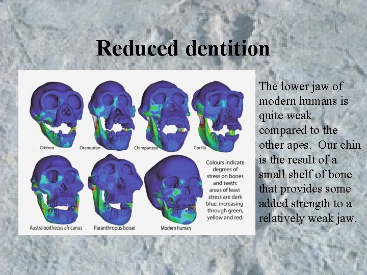 Reduced dentition The lower jaw of modern humans is quite weak compared to the Reduced dentition The lower jaw of modern humans is quite weak compared to the