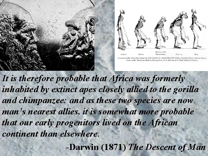 It is therefore probable that Africa was formerly inhabited by extinct apes closely allied It is therefore probable that Africa was formerly inhabited by extinct apes closely allied