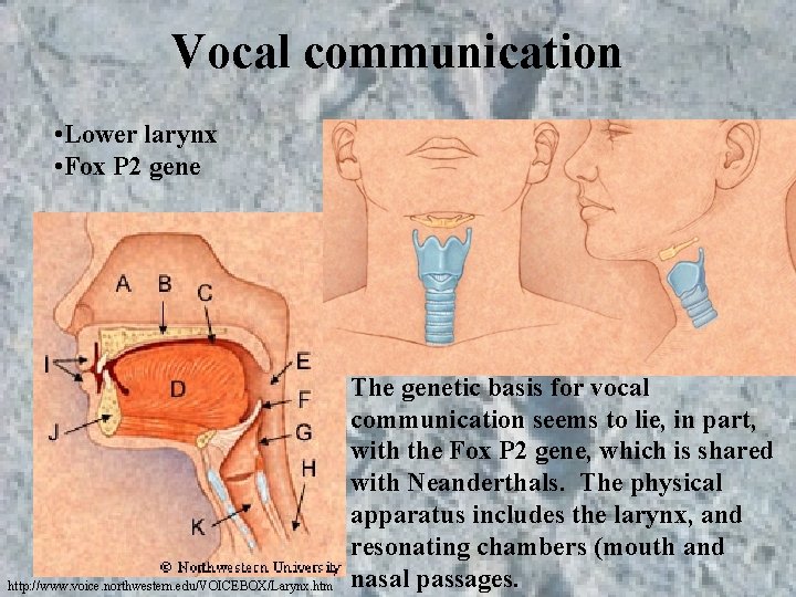 Vocal communication • Lower larynx • Fox P 2 gene http: //www. voice. northwestern. Vocal communication • Lower larynx • Fox P 2 gene http: //www. voice. northwestern.