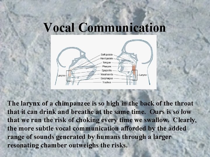 Vocal Communication The larynx of a chimpanzee is so high in the back of Vocal Communication The larynx of a chimpanzee is so high in the back of