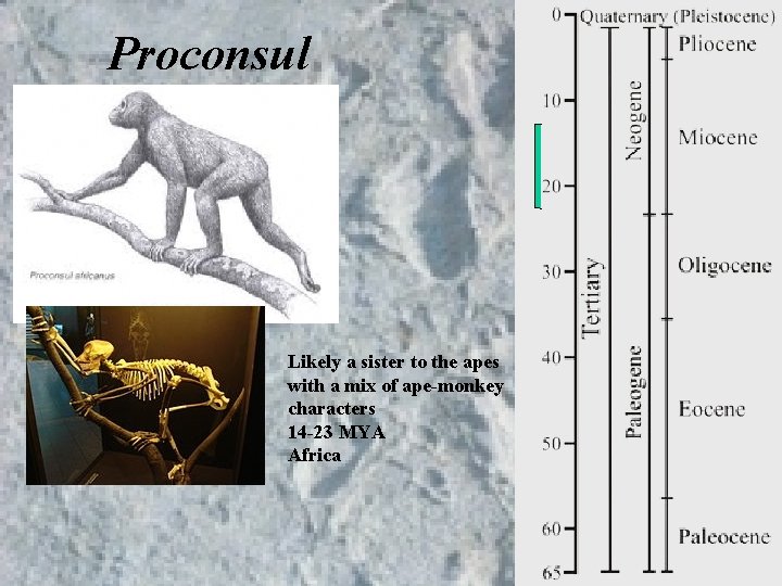 Proconsul Likely a sister to the apes with a mix of ape-monkey characters 14 Proconsul Likely a sister to the apes with a mix of ape-monkey characters 14