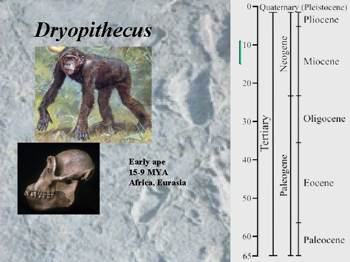 Dryopithecus Early ape 15 -9 MYA Africa, Eurasia Dryopithecus Early ape 15 -9 MYA Africa, Eurasia