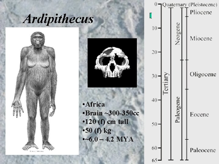 Ardipithecus • Africa • Brain ~300 -350 cc • 120 (f) cm tall • Ardipithecus • Africa • Brain ~300 -350 cc • 120 (f) cm tall •
