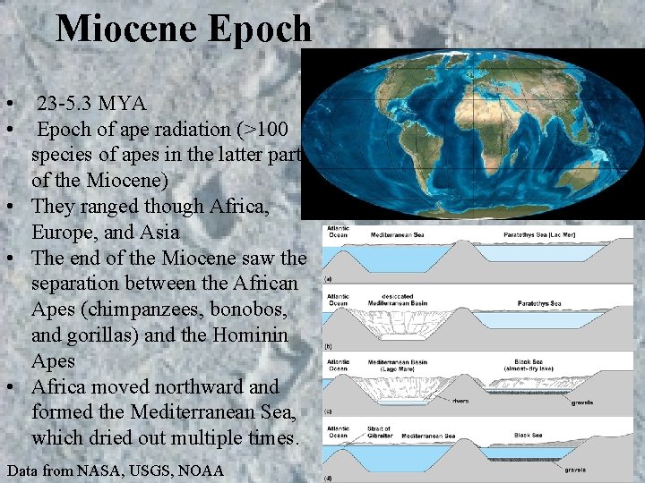 Miocene Epoch • • 23 -5. 3 MYA Epoch of ape radiation (>100 species Miocene Epoch • • 23 -5. 3 MYA Epoch of ape radiation (>100 species