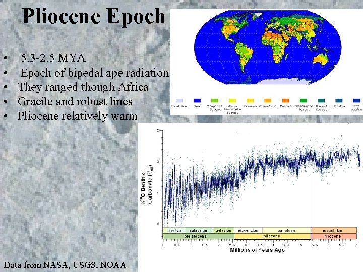 Pliocene Epoch • 5. 3 -2. 5 MYA • Epoch of bipedal ape radiation. Pliocene Epoch • 5. 3 -2. 5 MYA • Epoch of bipedal ape radiation.