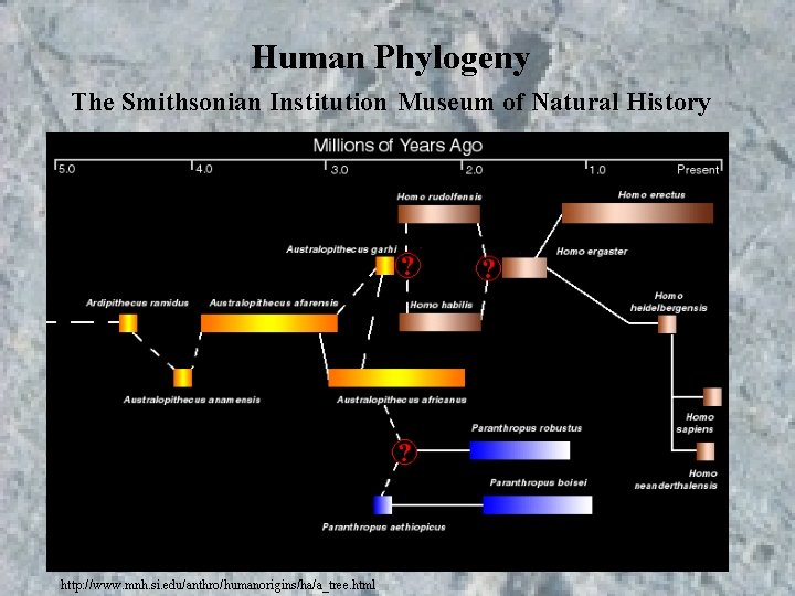 Human Phylogeny The Smithsonian Institution Museum of Natural History http: //www. mnh. si. edu/anthro/humanorigins/ha/a_tree. Human Phylogeny The Smithsonian Institution Museum of Natural History http: //www. mnh. si. edu/anthro/humanorigins/ha/a_tree.