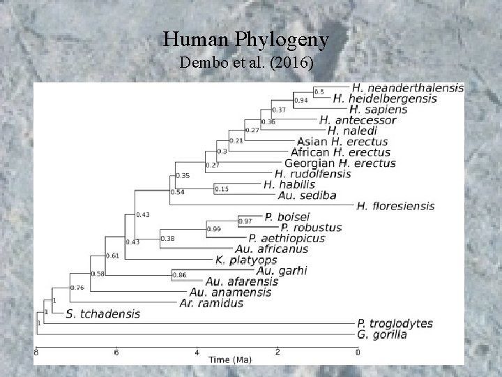 Human Phylogeny Dembo et al. (2016) Human Phylogeny Dembo et al. (2016)