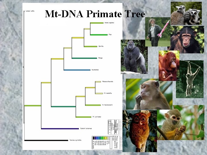 Mt-DNA Primate Tree Mt-DNA Primate Tree