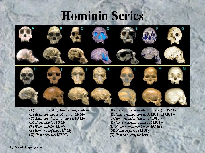 Hominin Series (A) Pan troglodytes, chimpanzee, modern (B) Australopithecus africanus, 2. 6 My (C) Hominin Series (A) Pan troglodytes, chimpanzee, modern (B) Australopithecus africanus, 2. 6 My (C)