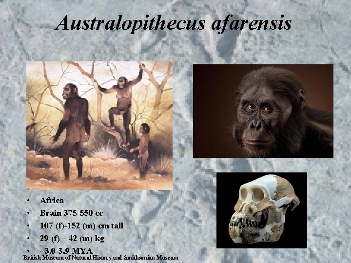 Australopithecus afarensis • • • Africa Brain 375 -550 cc 107 (f)-152 (m) cm Australopithecus afarensis • • • Africa Brain 375 -550 cc 107 (f)-152 (m) cm