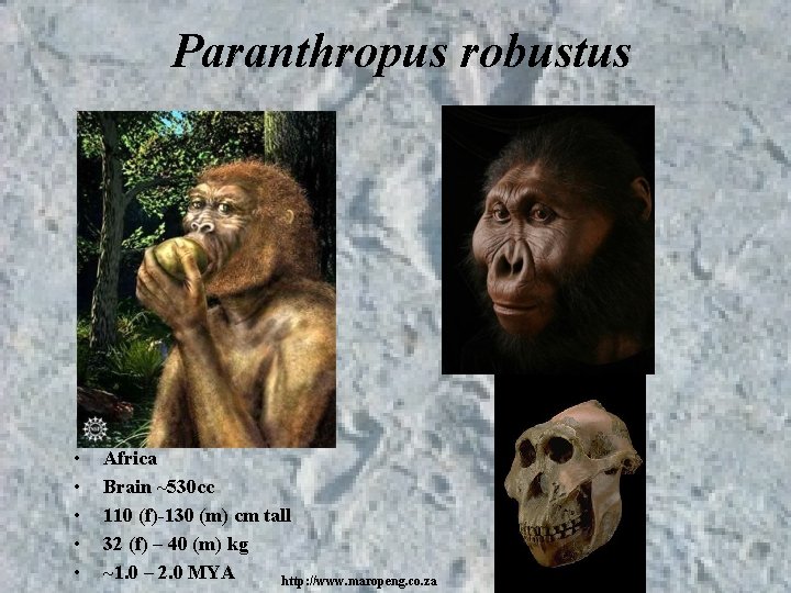 Paranthropus robustus • • • Africa Brain ~530 cc 110 (f)-130 (m) cm tall Paranthropus robustus • • • Africa Brain ~530 cc 110 (f)-130 (m) cm tall