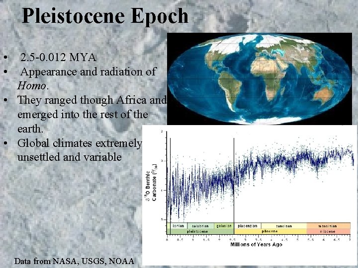 Pleistocene Epoch • • 2. 5 -0. 012 MYA Appearance and radiation of Homo. Pleistocene Epoch • • 2. 5 -0. 012 MYA Appearance and radiation of Homo.